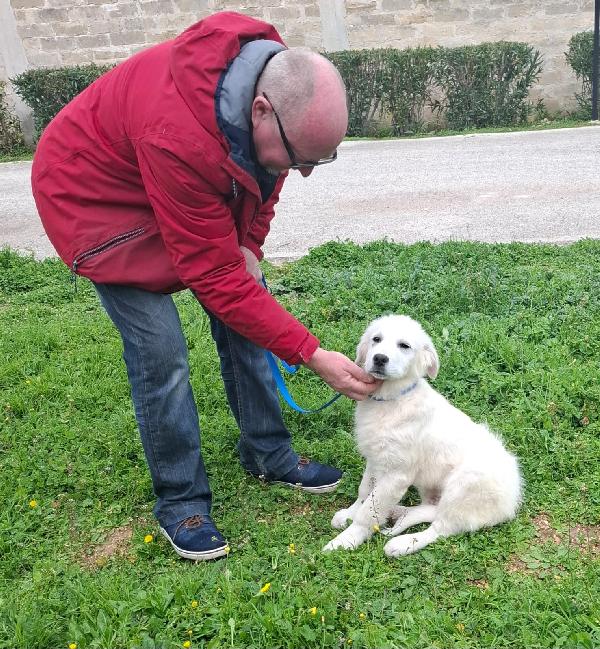 Sisma Mix Maremmano In Adozione